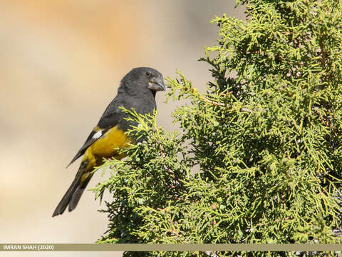 Image of White-winged Grosbeak