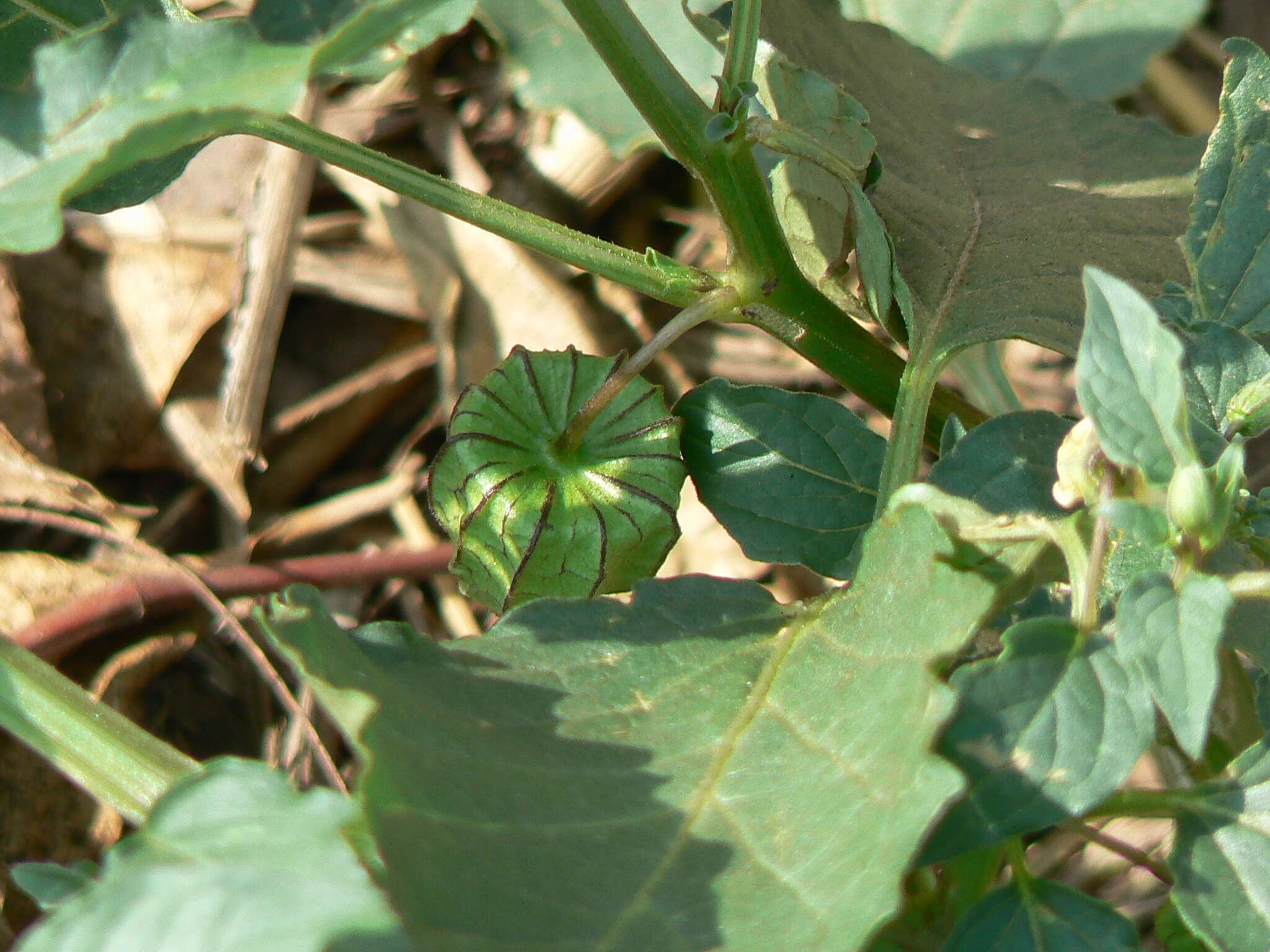 Image of cutleaf groundcherry