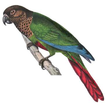 Image of Bonaparte's Parakeet