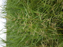 Image of Tufted Hair-grass