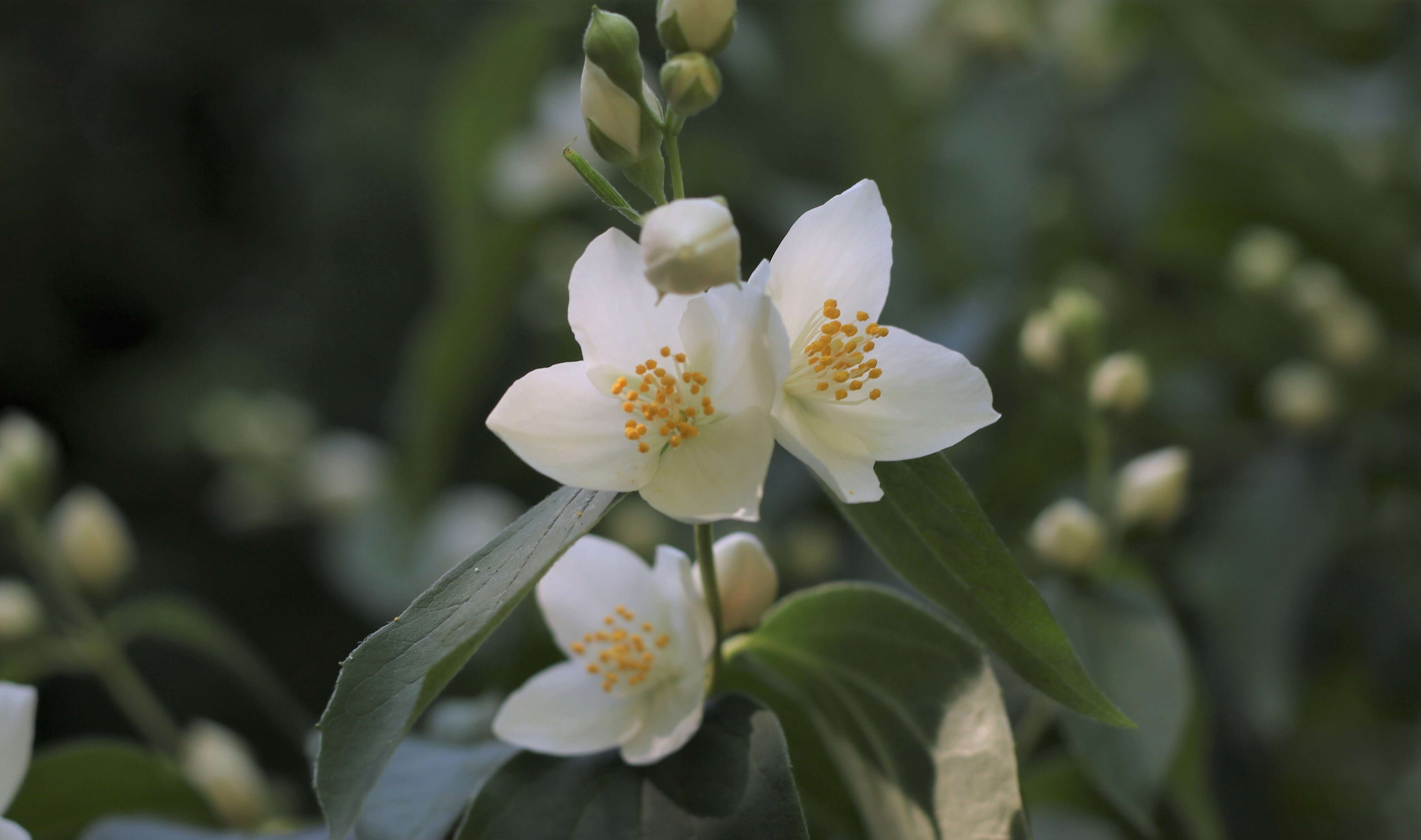 Image of sweet mock orange