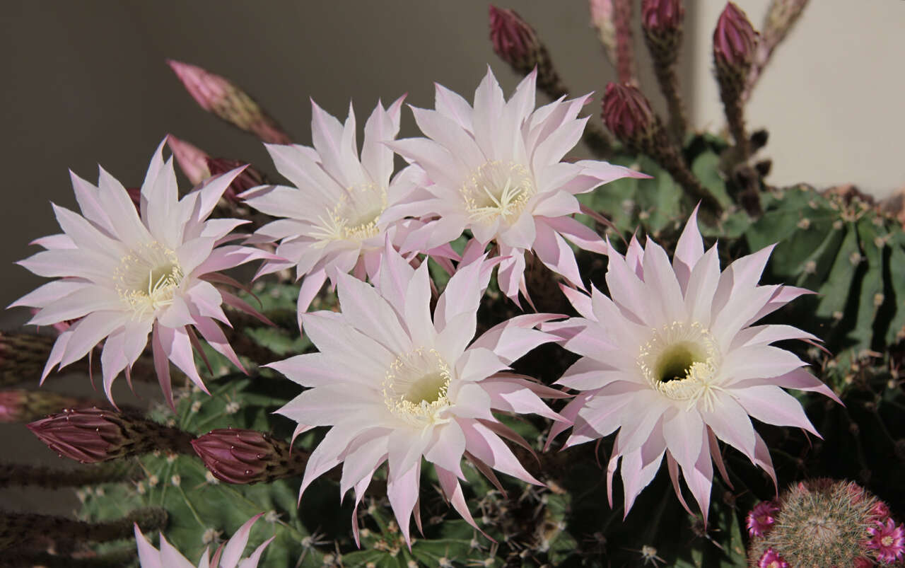 Echinopsis tubiflora resmi