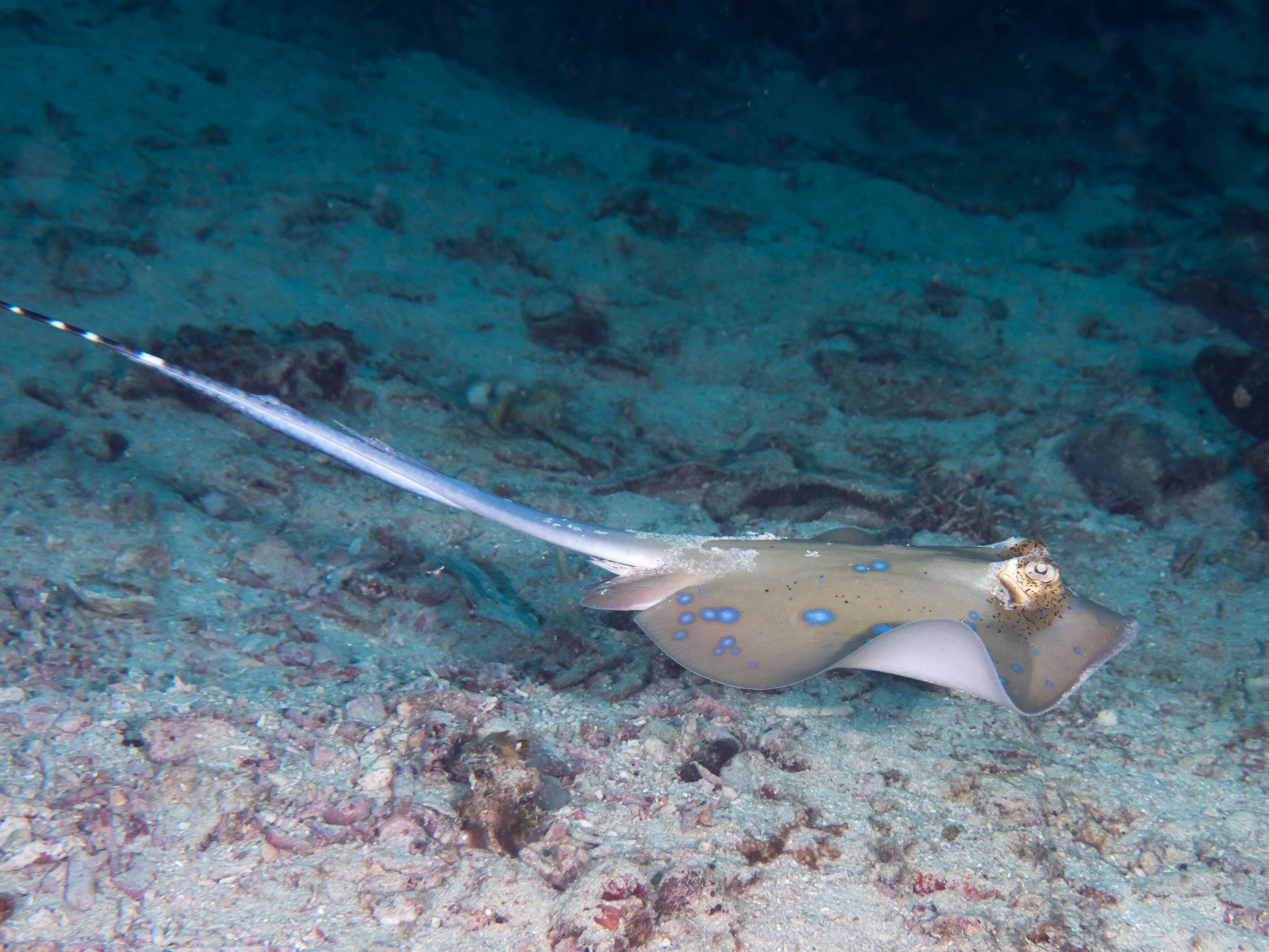 Image of Bluespotted Maskray