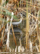 Imagem de Calidris minuta (Leisler 1812)