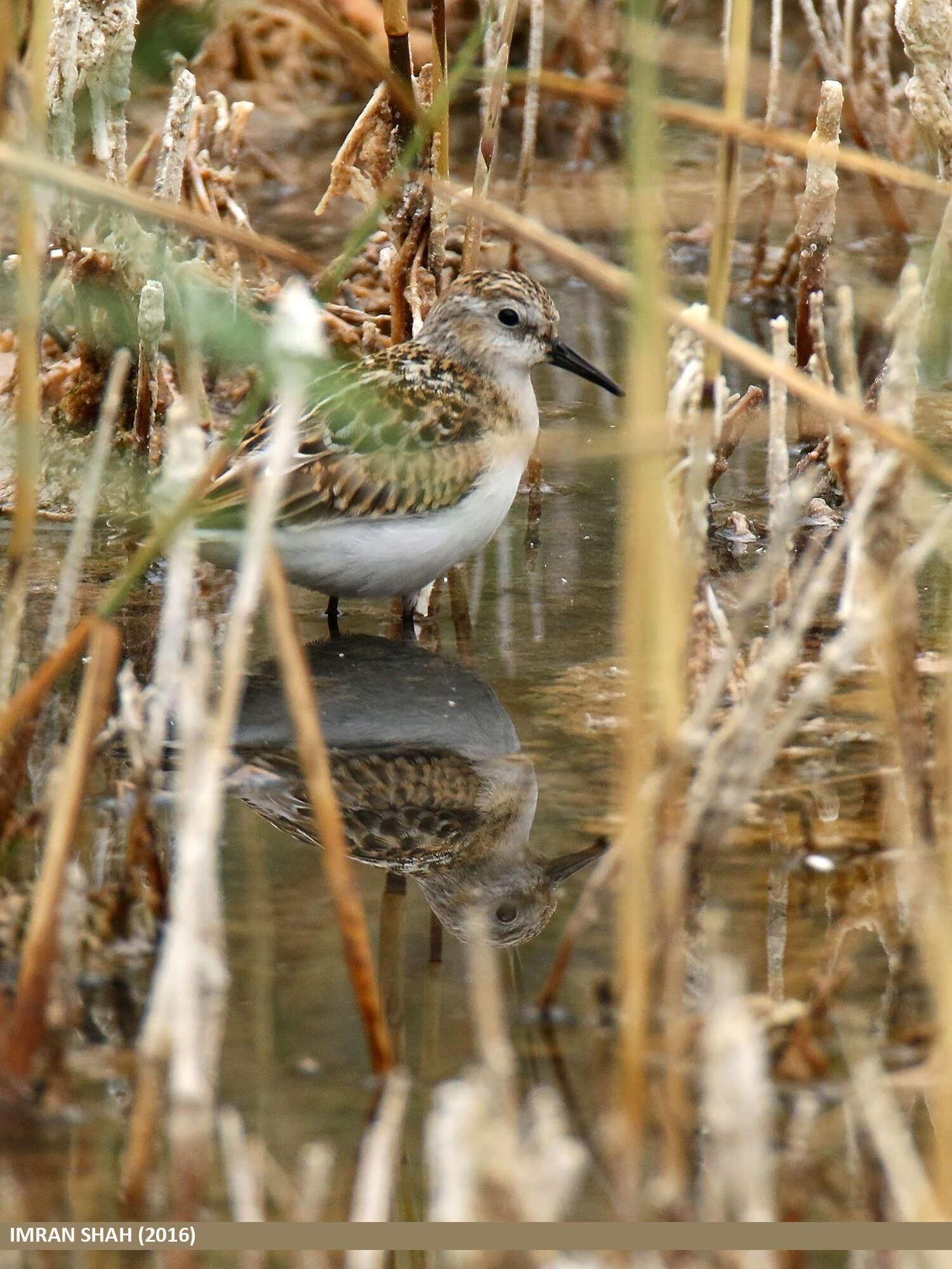 Imagem de Calidris minuta (Leisler 1812)