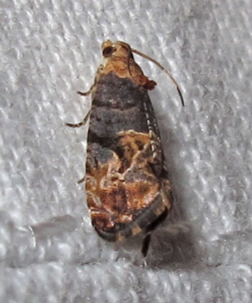 Image of Grape Berry Moth