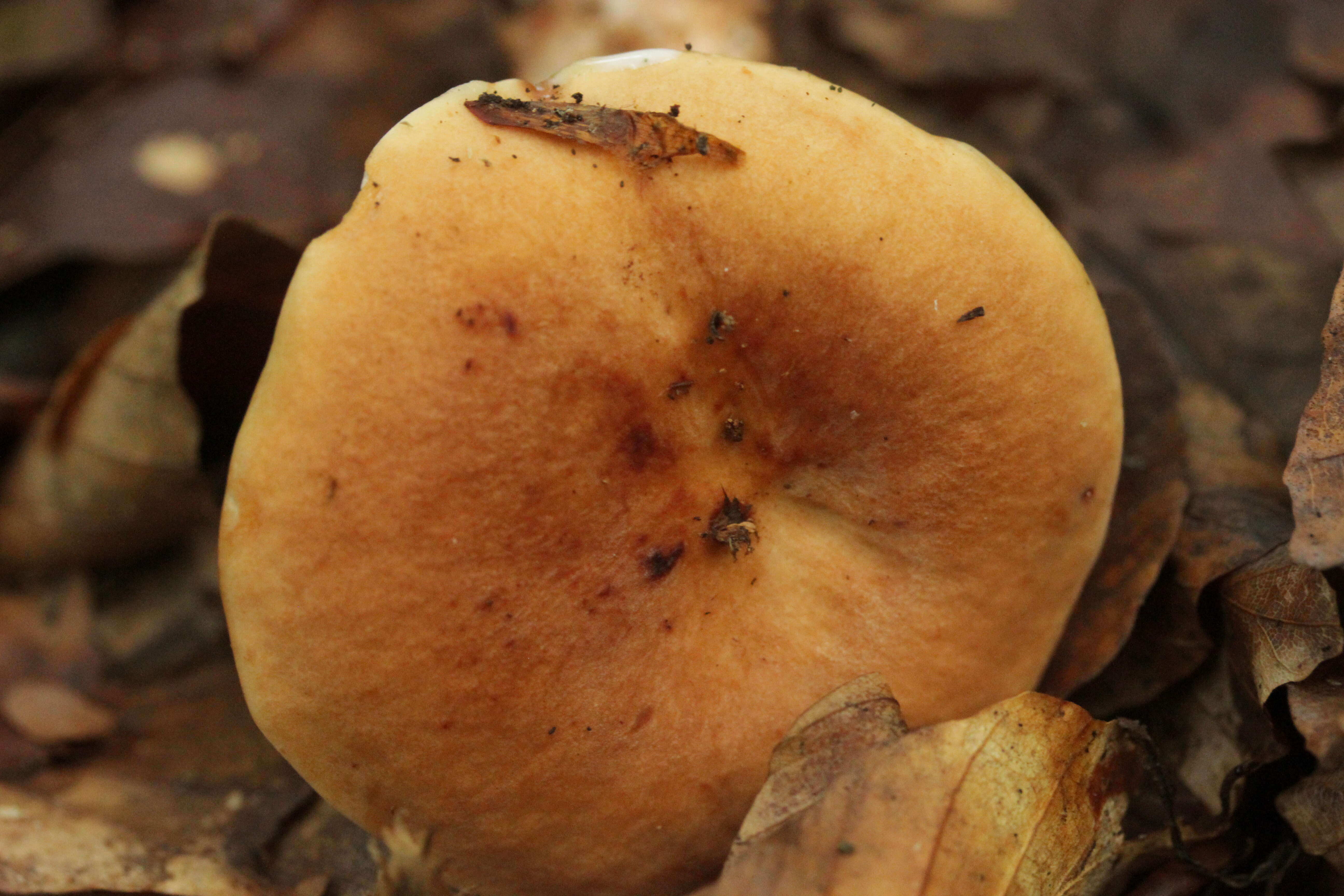 Imagem de Lactarius fulvissimus Romagn. 1954