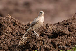 Image of Large Grey Babbler