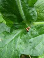 Imagem de Nemophora degeerella Linnaeus 1758