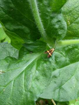 Imagem de Nemophora degeerella Linnaeus 1758