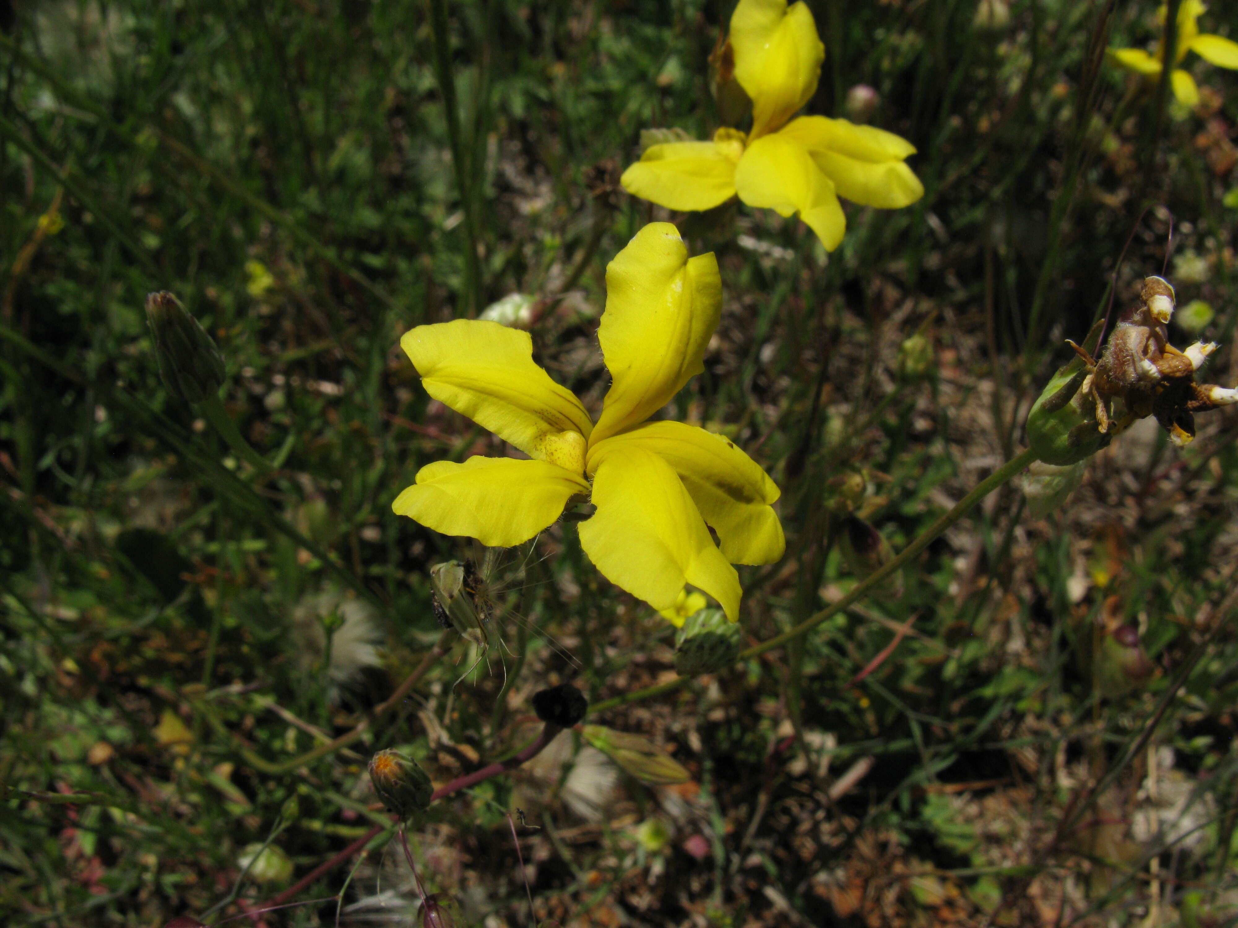 Image of Goodenia pinnatifida Schltdl.