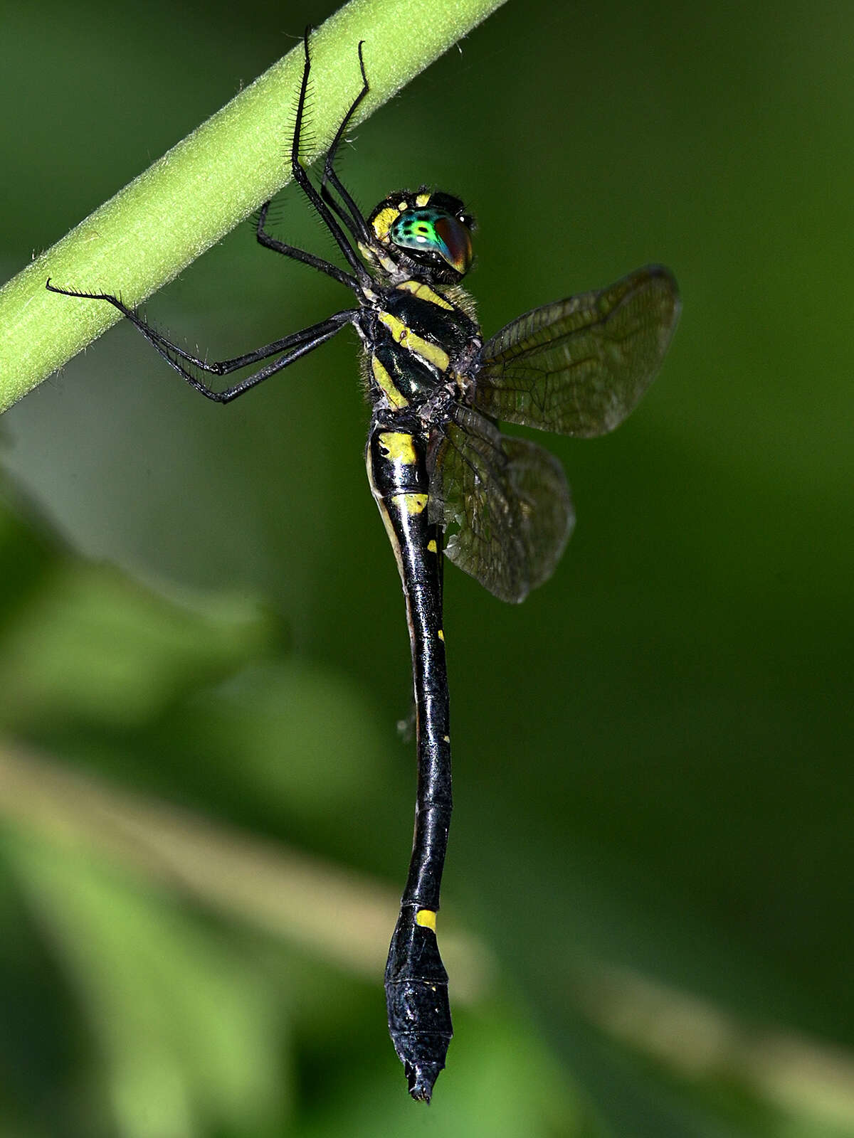 Image of Macromia ida Fraser 1924