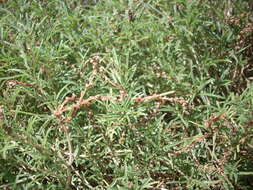 Image of African amaranth
