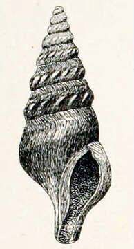 Image of Rhodopetoma renaudi (Arnold 1903)