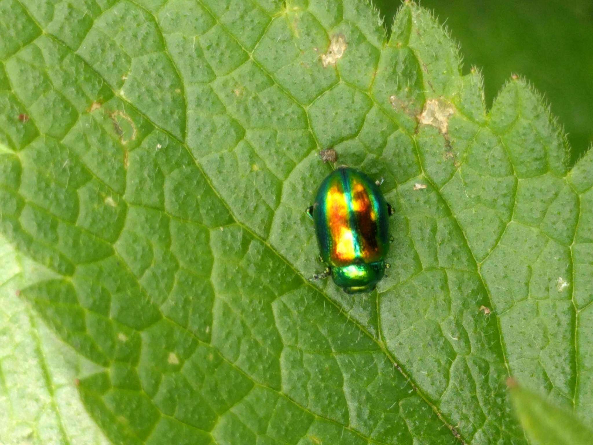 Image of Chrysolina fastuosa