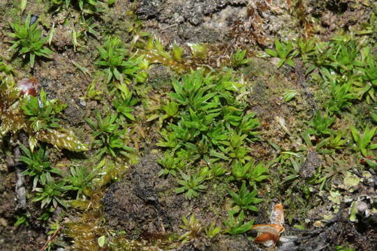 Image of Pogonatum nanum Palisot de Beauvois 1805