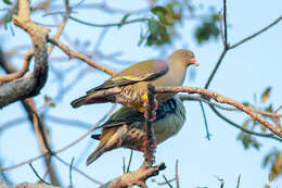 صورة Treron calvus (Temminck 1811)