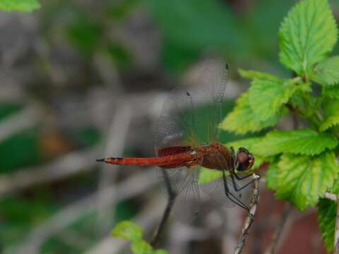 Tramea abdominalis (Rambur 1842) resmi