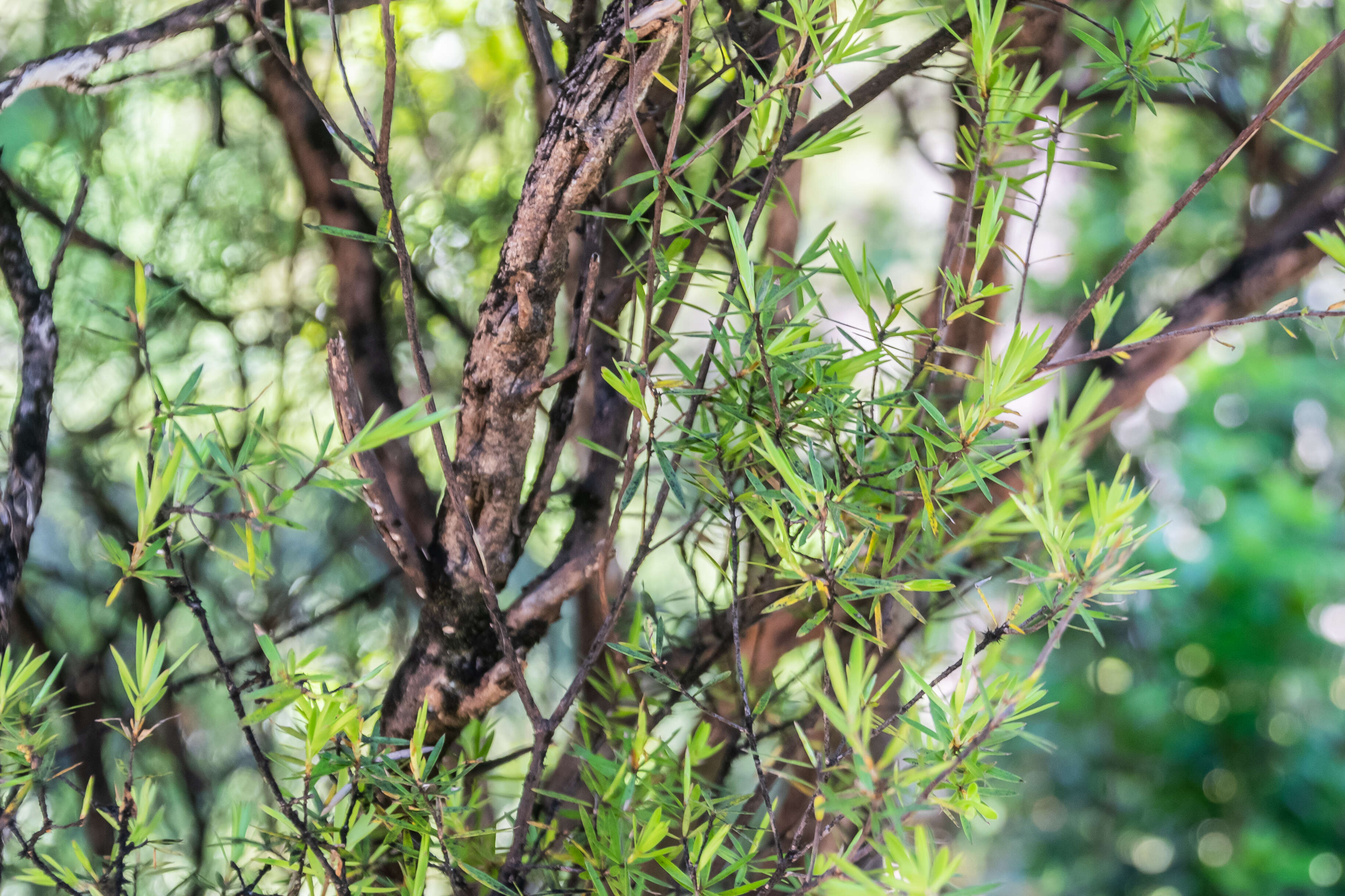 Image of Leucopogon fasciculatus