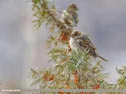 Image of Spanish Sparrow