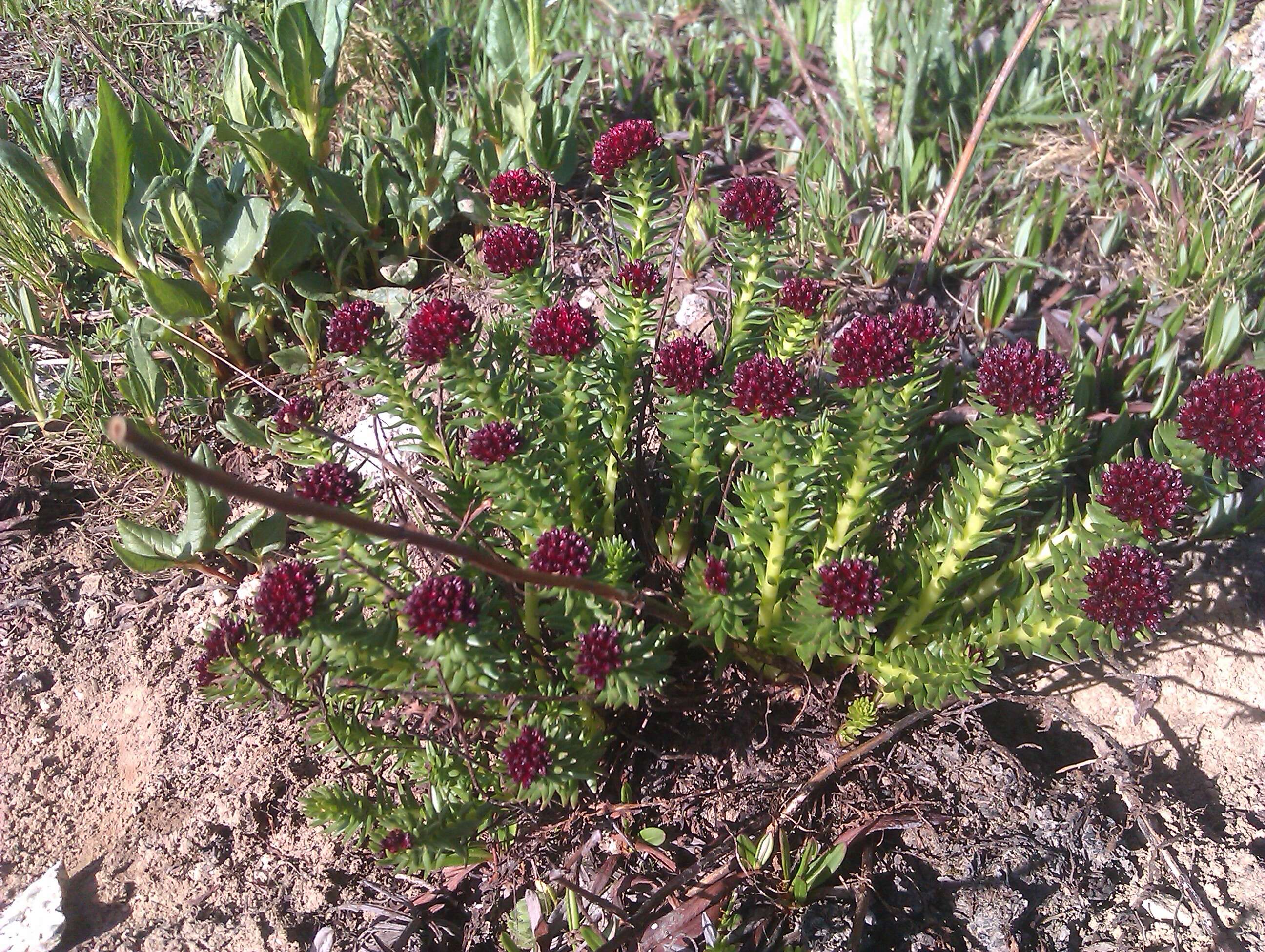 Image of stonecrop