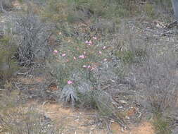 Image of Phebalium nottii (F. Müll.) F. M. Bailey