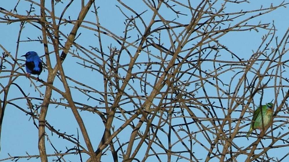 Image of Short-billed Honeycreeper