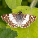 Image of Erichson's White-Skipper