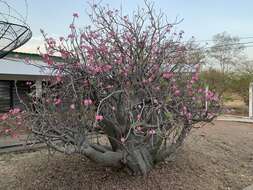 Image of Desert Rose