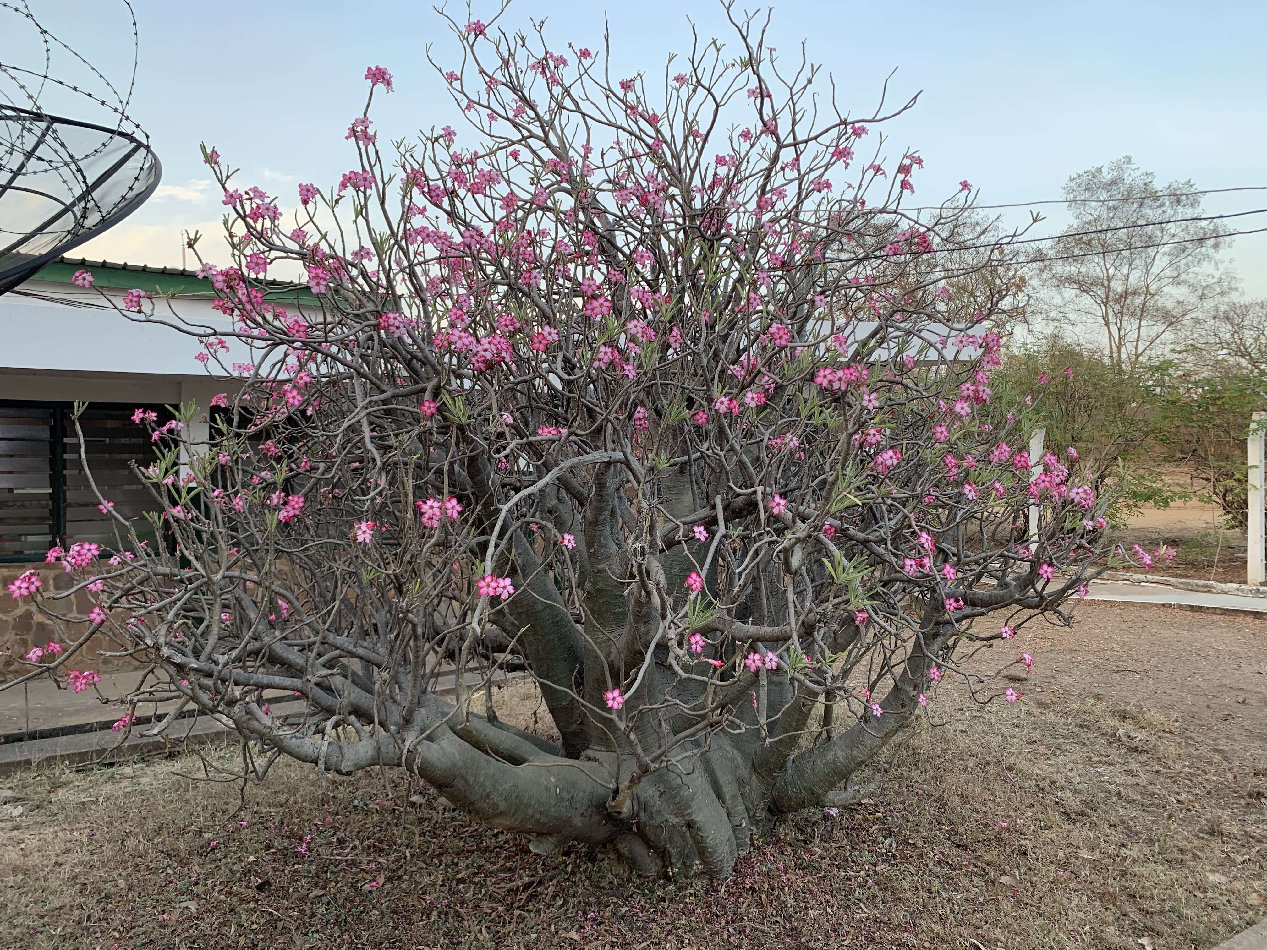 Image of Desert Rose