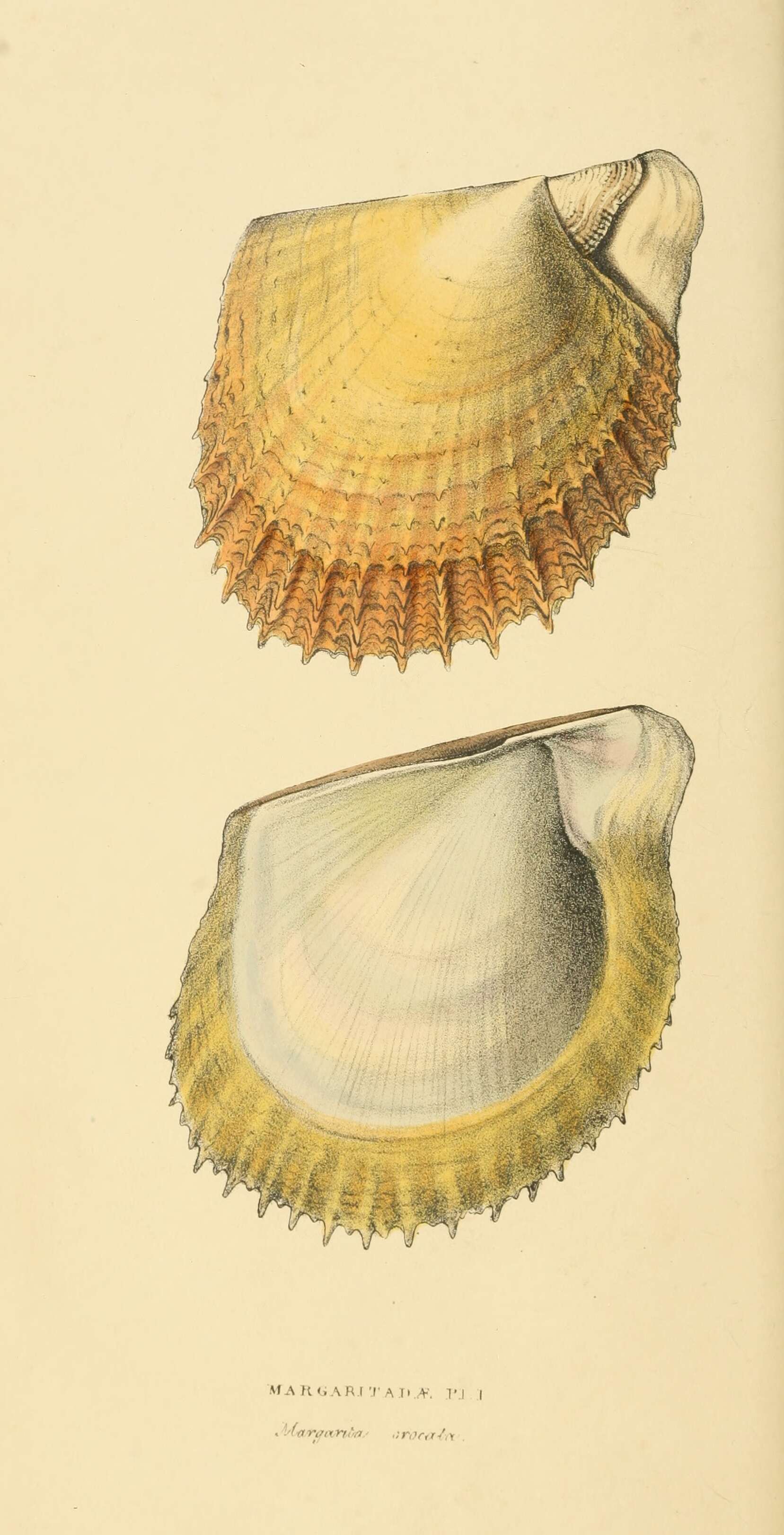 Image of Atlantic pearl-oyster