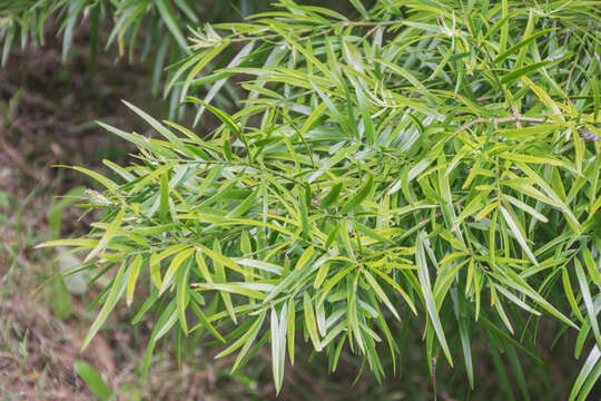 Image of Afrocarpus falcatus