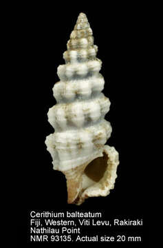 Image of Cerithium balteatum Philippi 1848