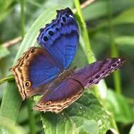 Image of Protogoniomorpha temora