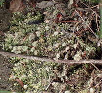 Image of cup lichen