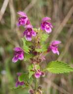 Image of Downy Hemp Nettle