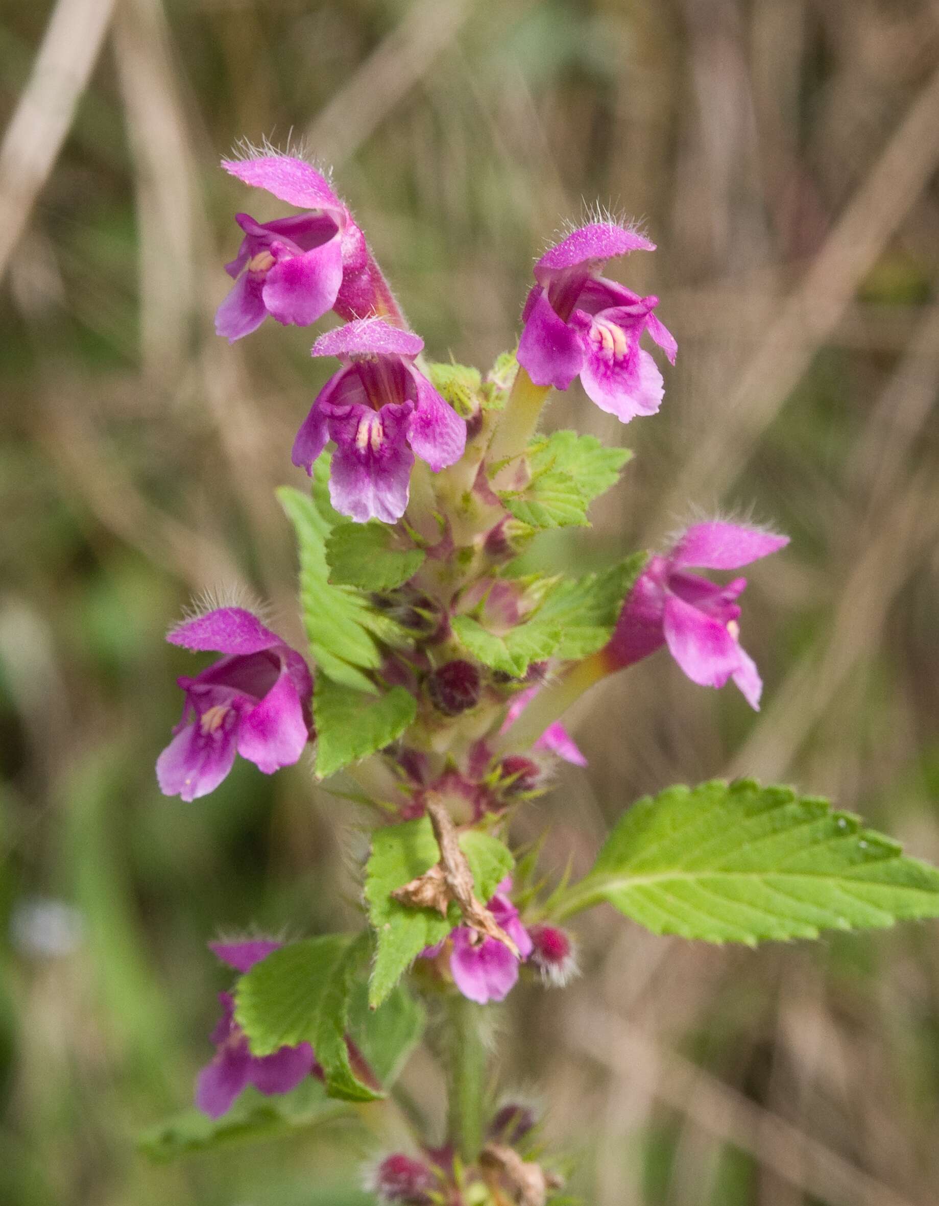 Image of Downy Hemp Nettle