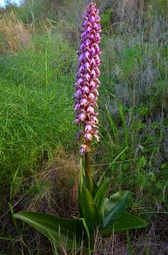 Image of Giant Orchid