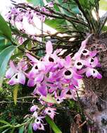 Plancia ëd Dendrobium lituiflorum Lindl.