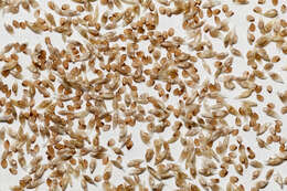 Image of mesa dropseed