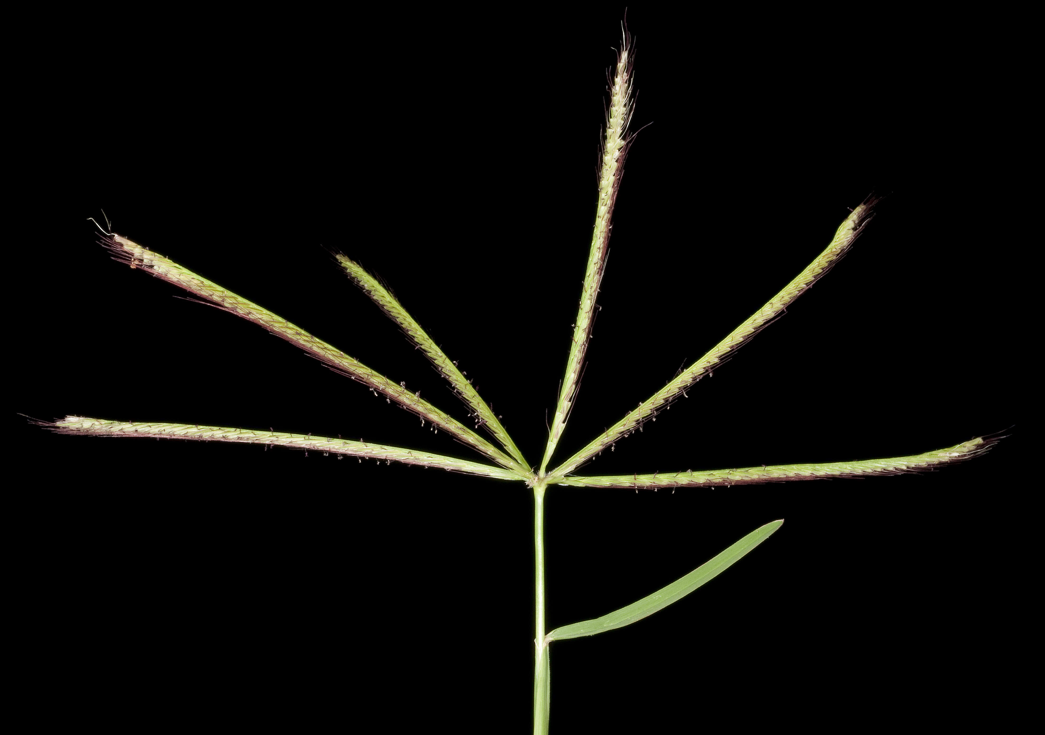 Image of Australian fingergrass