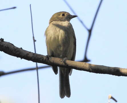 Image of Pale-bellied Neopelma