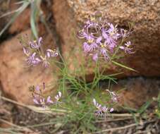 Слика од Sieruela maculata (Sond.) Roalson & J. C. Hall