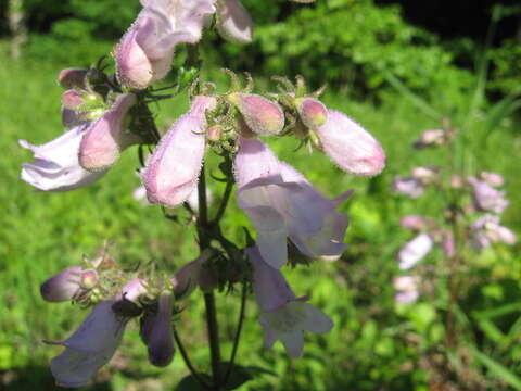 Image of longsepal beardtongue