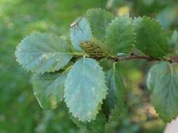 Image of Shrubby Birch