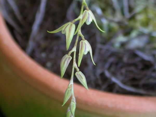 Imagem de Acianthera gracilis (Barb. Rodr.) F. Barros & L. R. S. Guim.