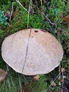 Image of Leccinum scabrum (Bull.) Gray 1821