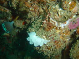 Image of Dinosaur nudibranch