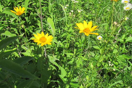 Image of fewleaf sunflower