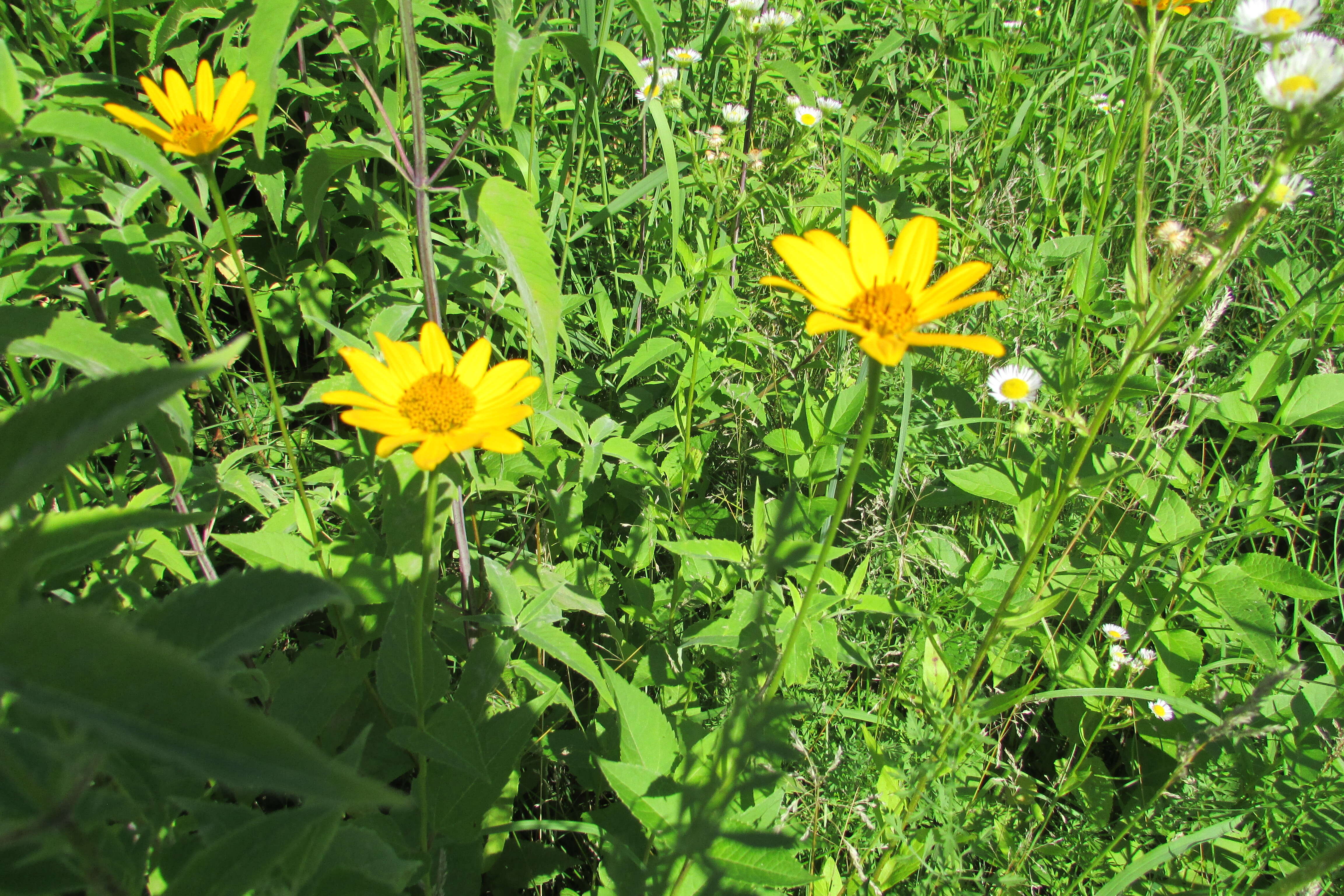 Image of fewleaf sunflower